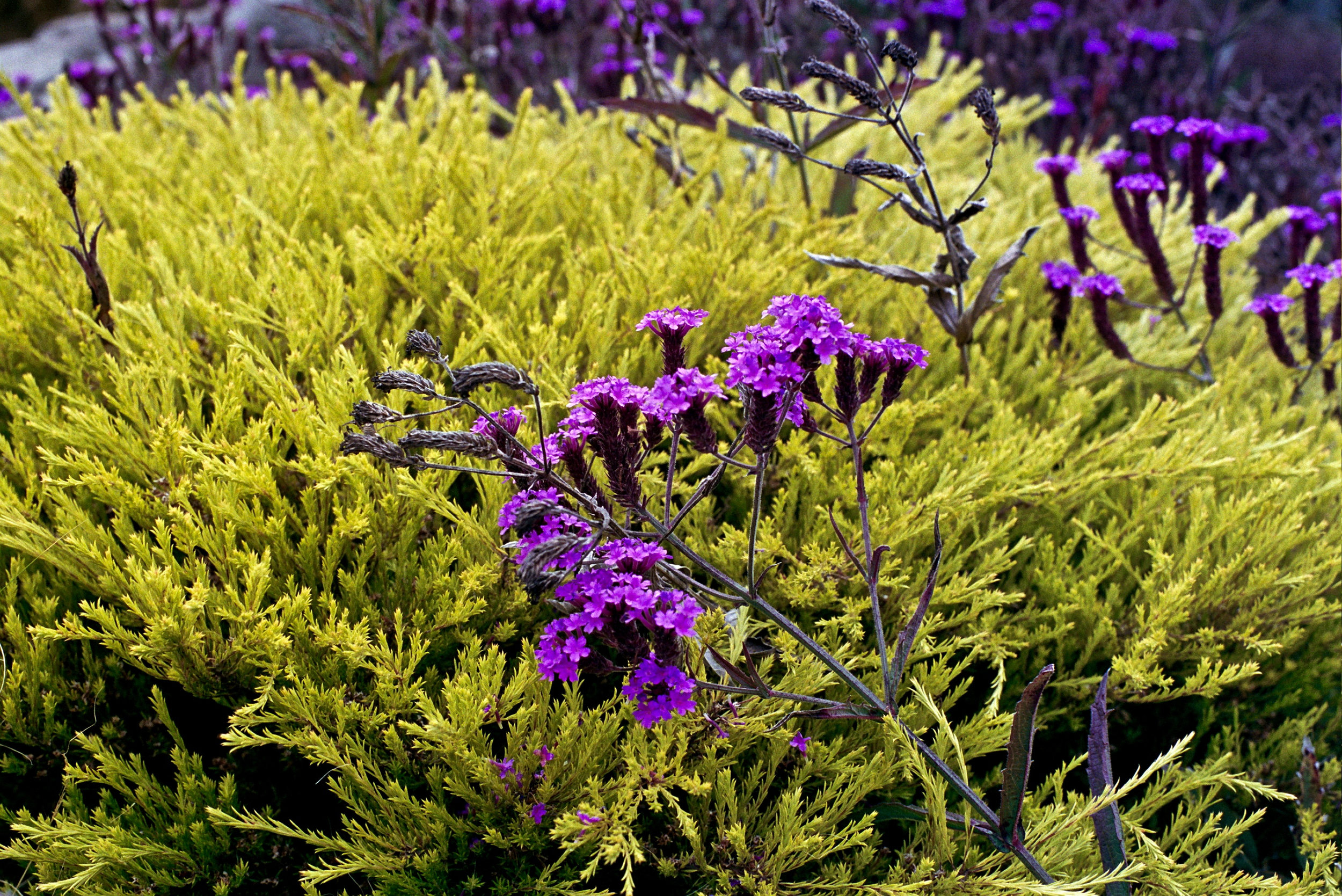 Coastal Flowers Olympus OM2n, 50mm f/1.4 Zuiko on Kodak Portra 400