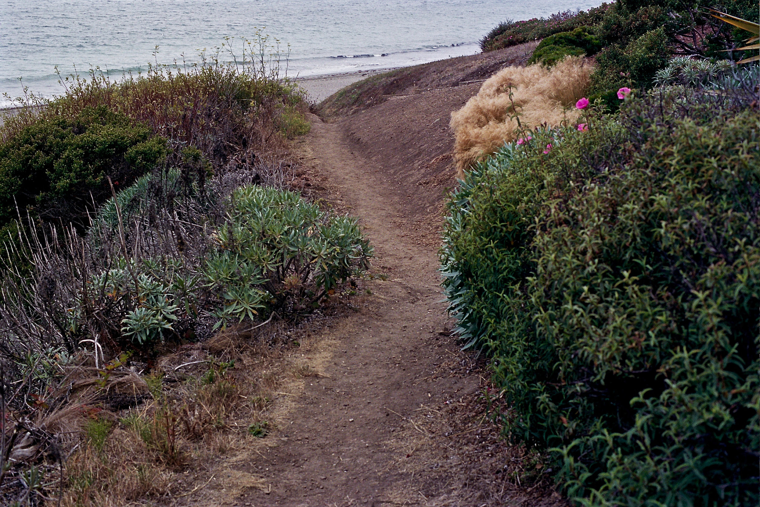 Path to Doran Beach, Olympus OM2n, 50mm f/1.4 Zuiko, Expired Portra 400