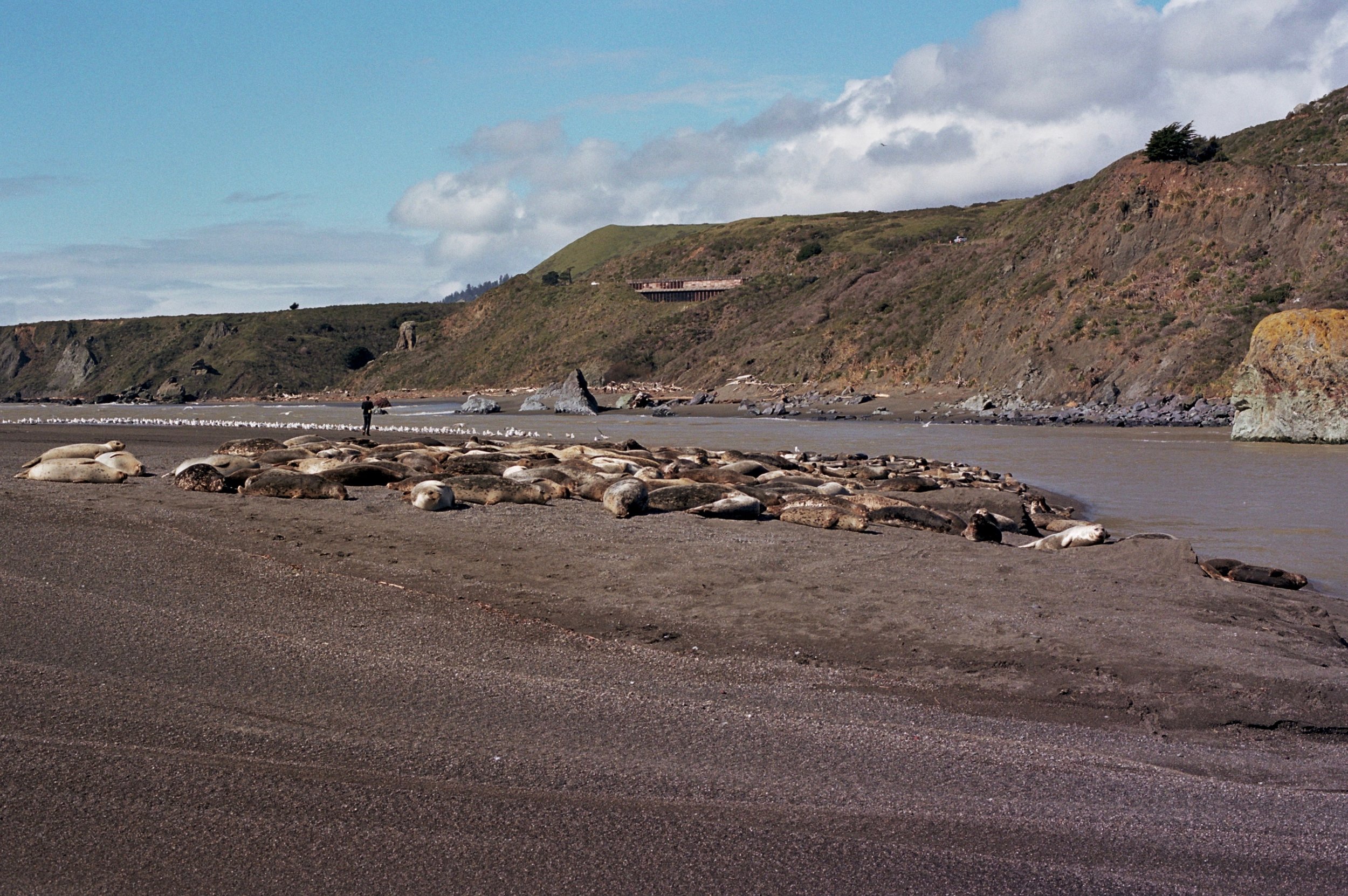 Pacific Harbor Seals enjoying the warm sand in Jenner