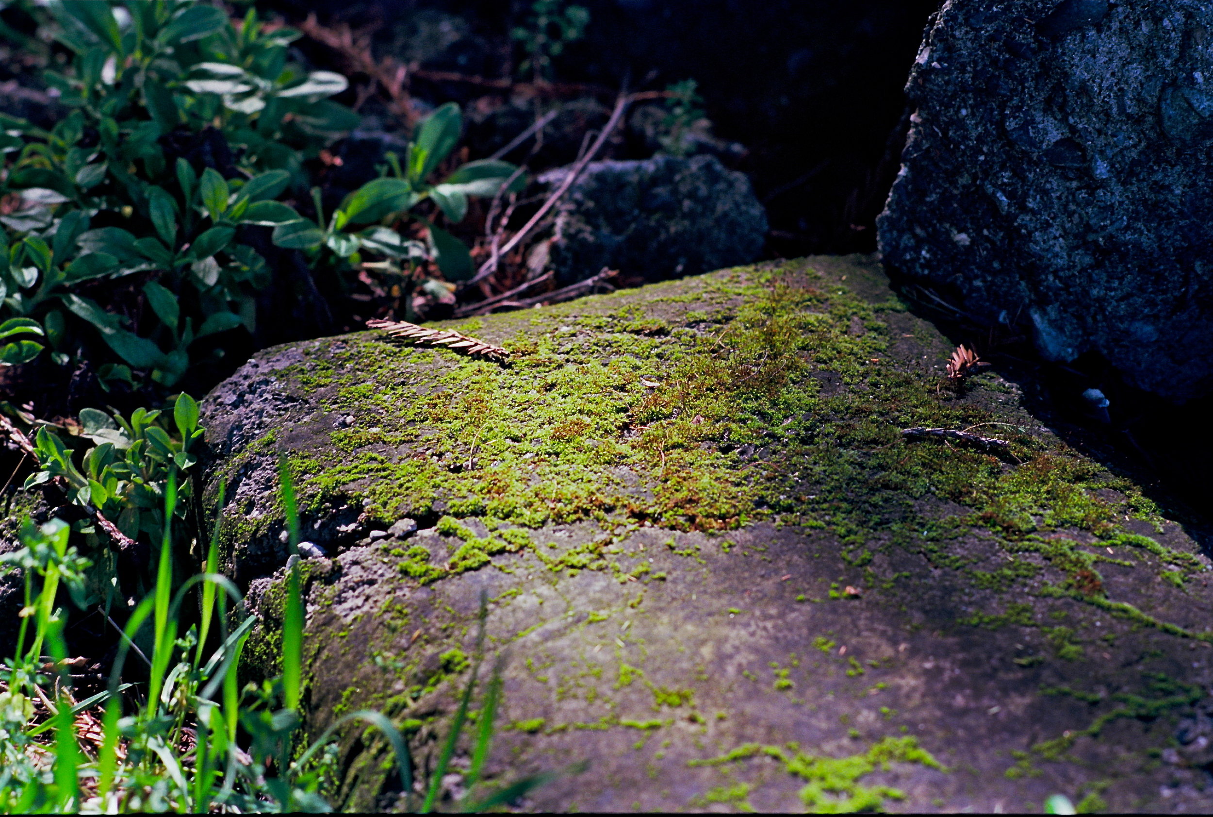 Moss on rock/Boho Cottage, Freestone CA 2014