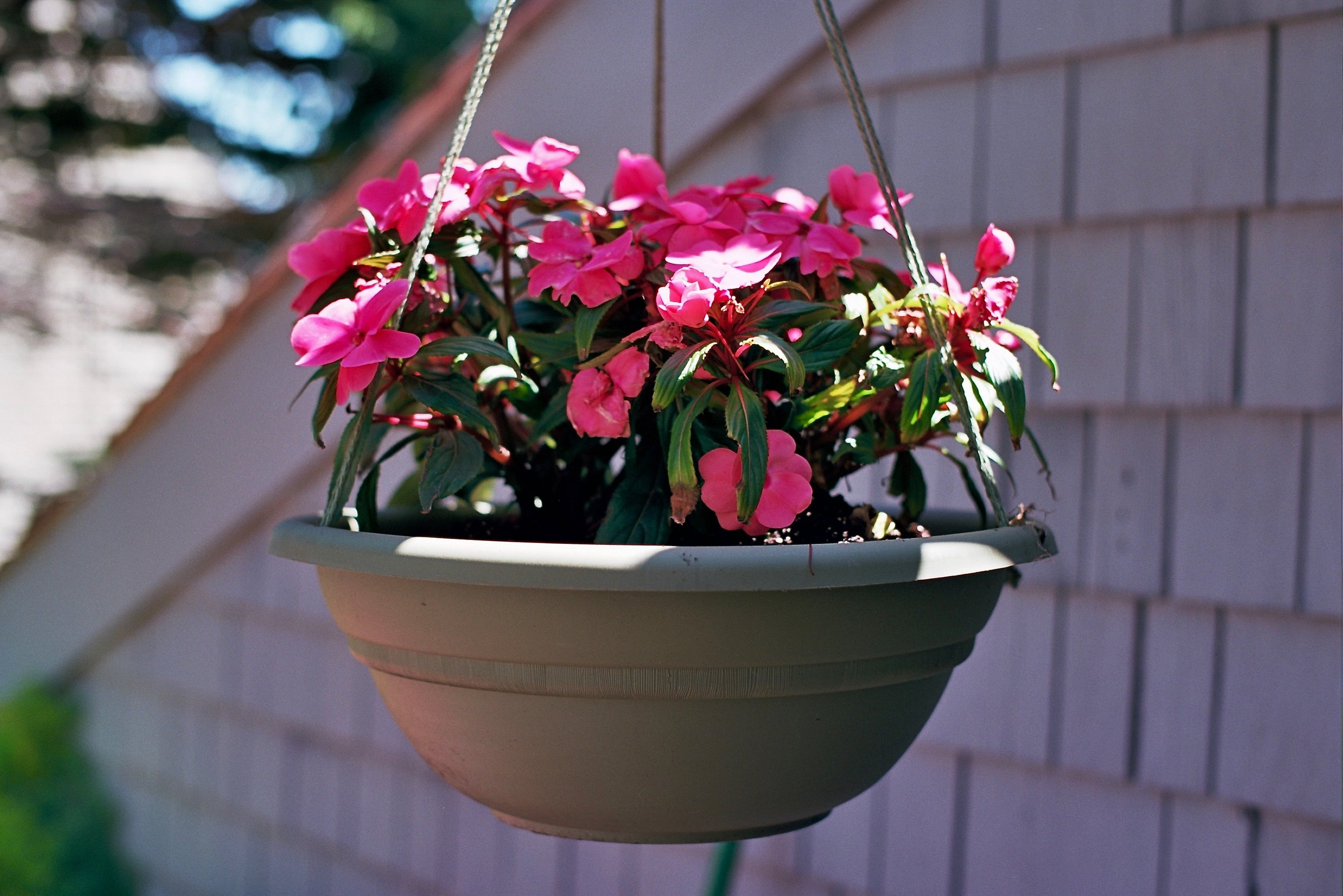 This is about the limit of my gardening skills.