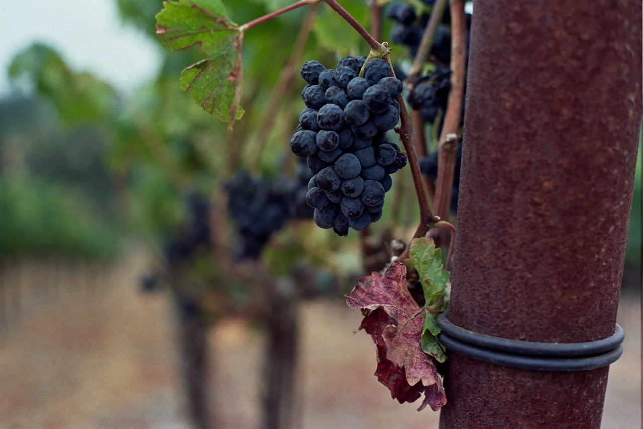 Grapes 3.jpg