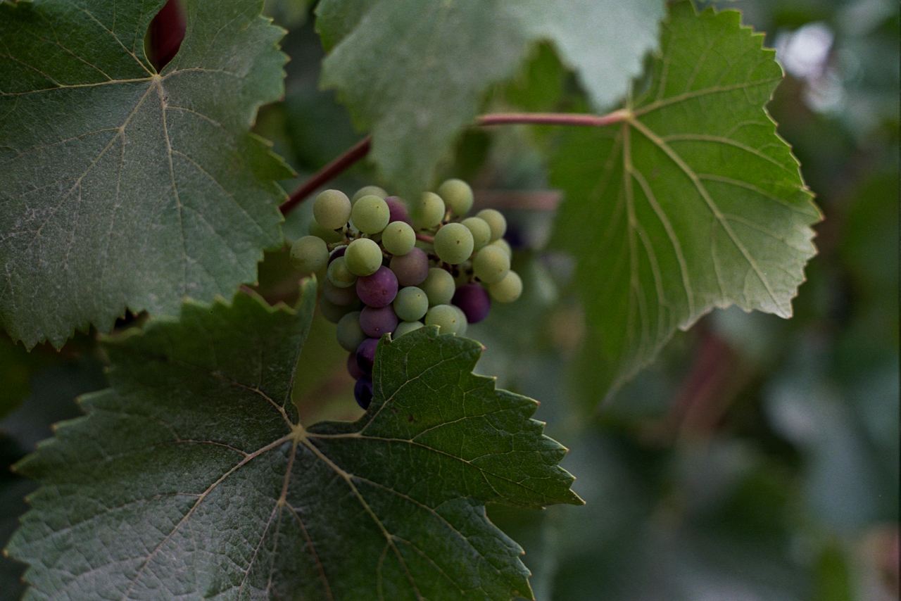 Grapes 2.jpg