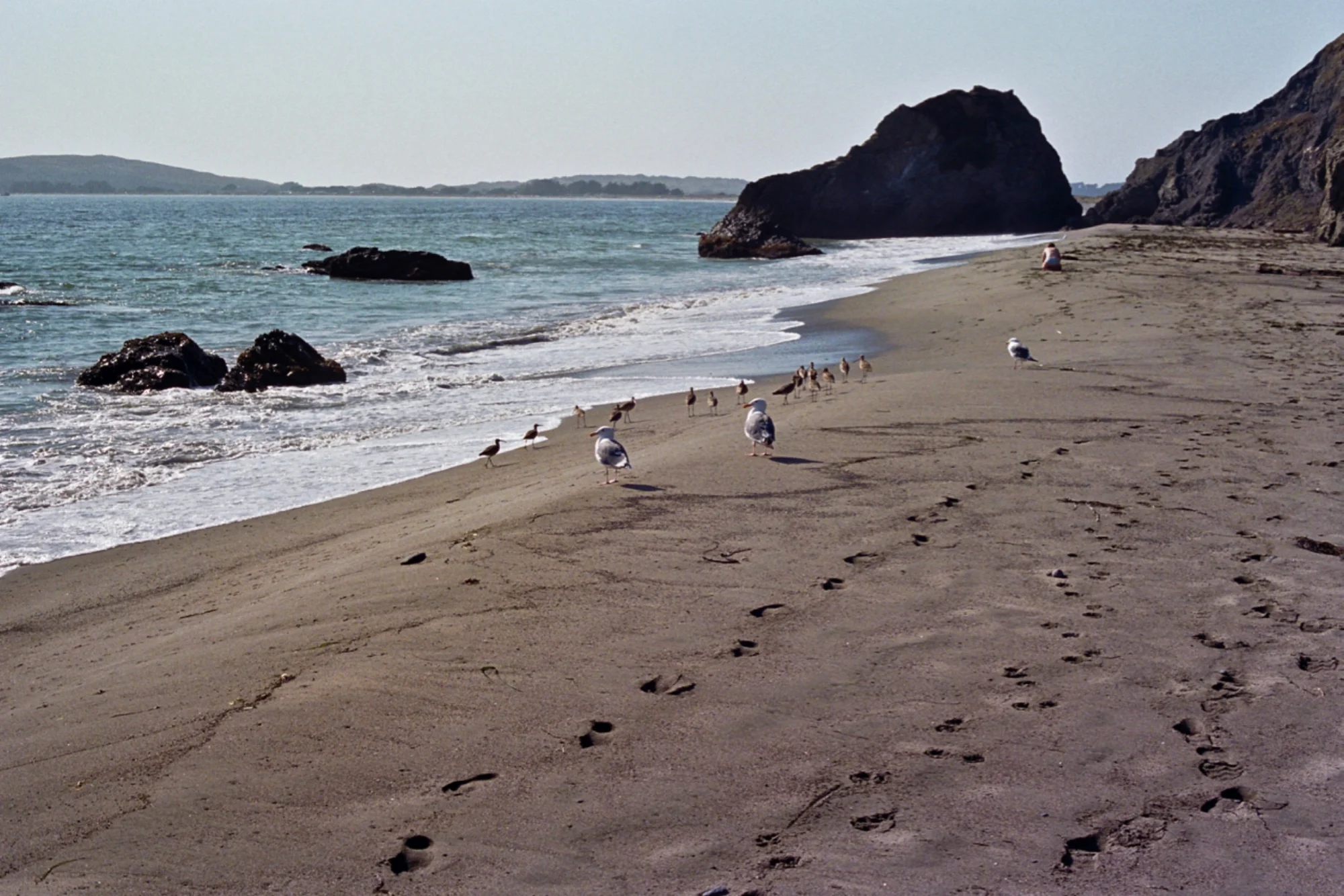 Birds on Beach.jpg