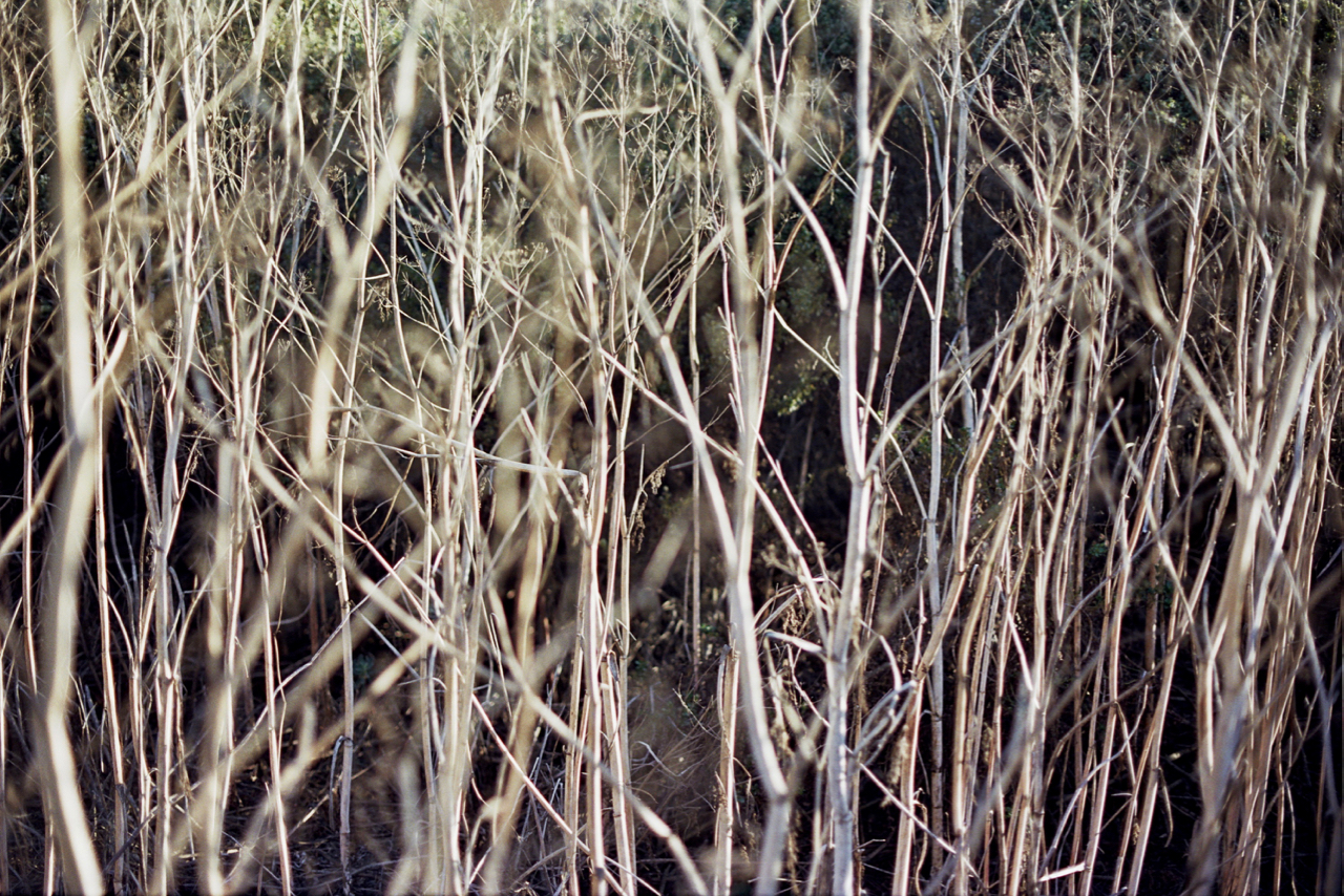 Twigs.jpg