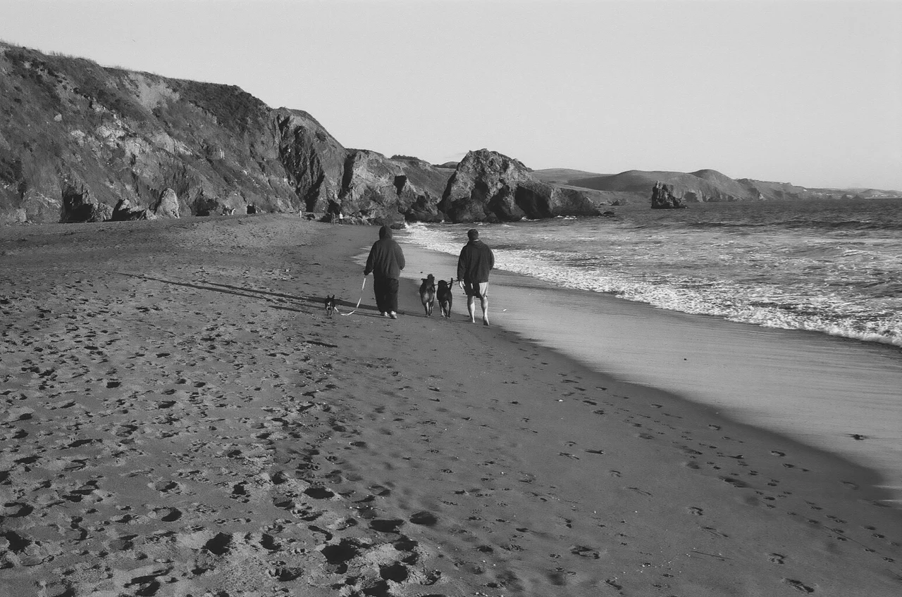 Walking Dogs.jpg