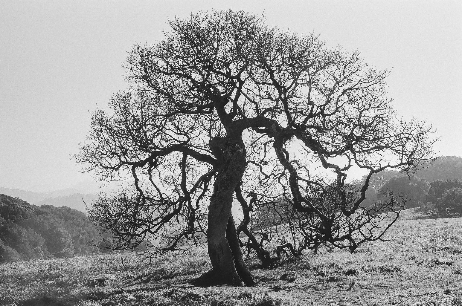 Tree, Sonoma Co. CA