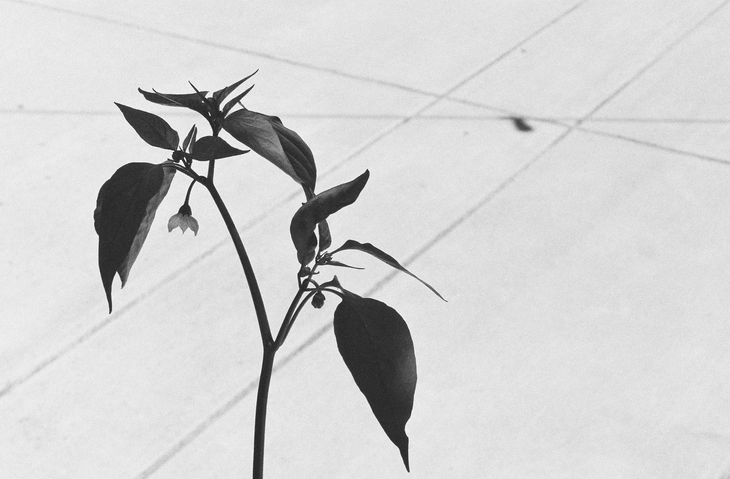 JS_1550_HP5_09729-R1-E003.jpg