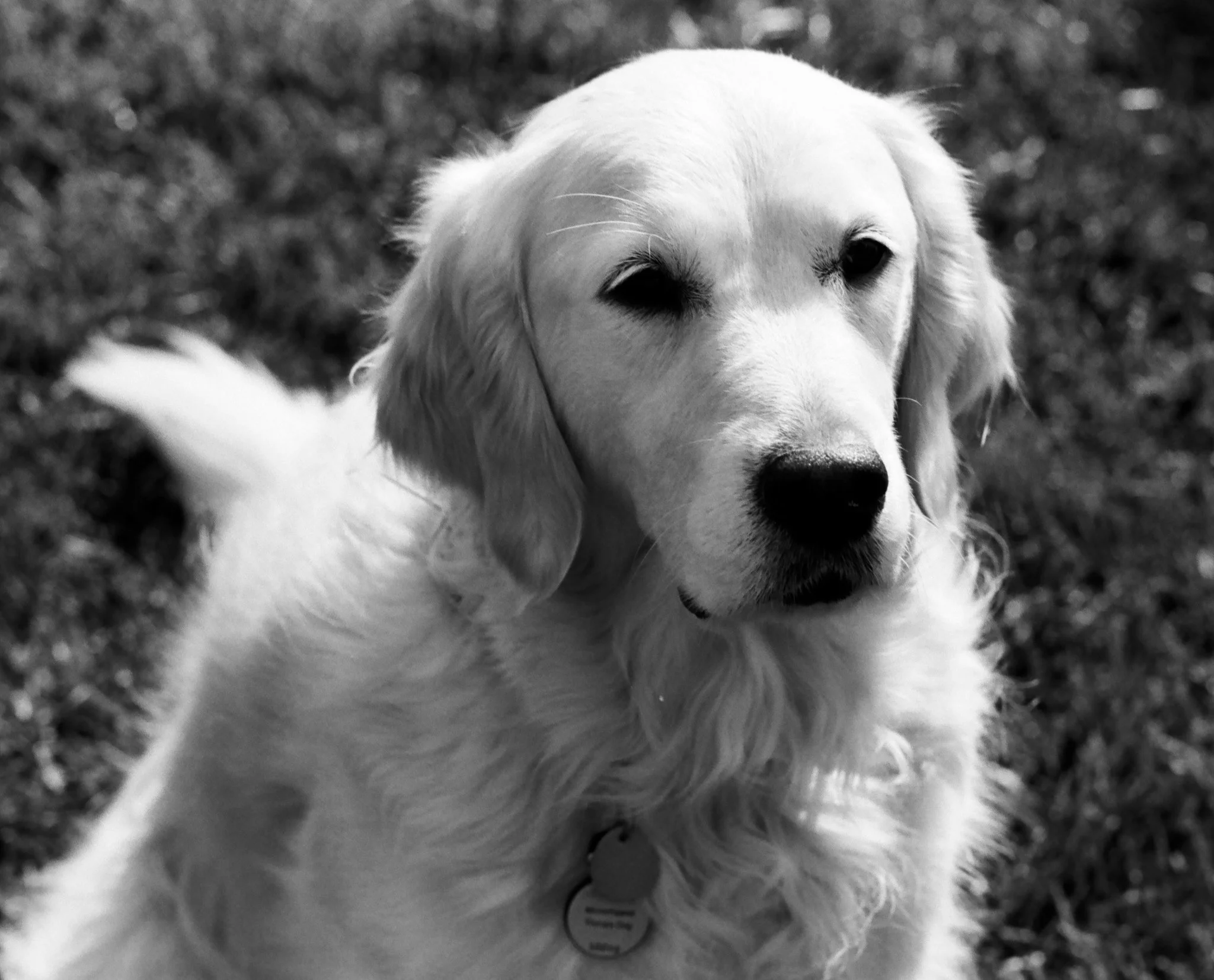 Rosie