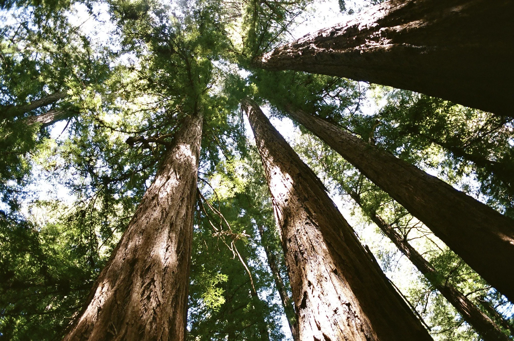 Redwoods