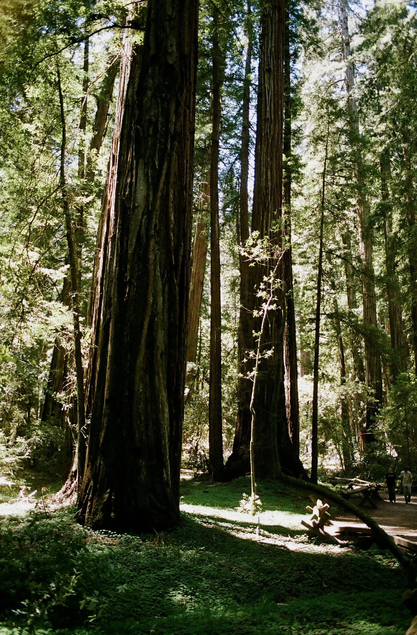Redwoods