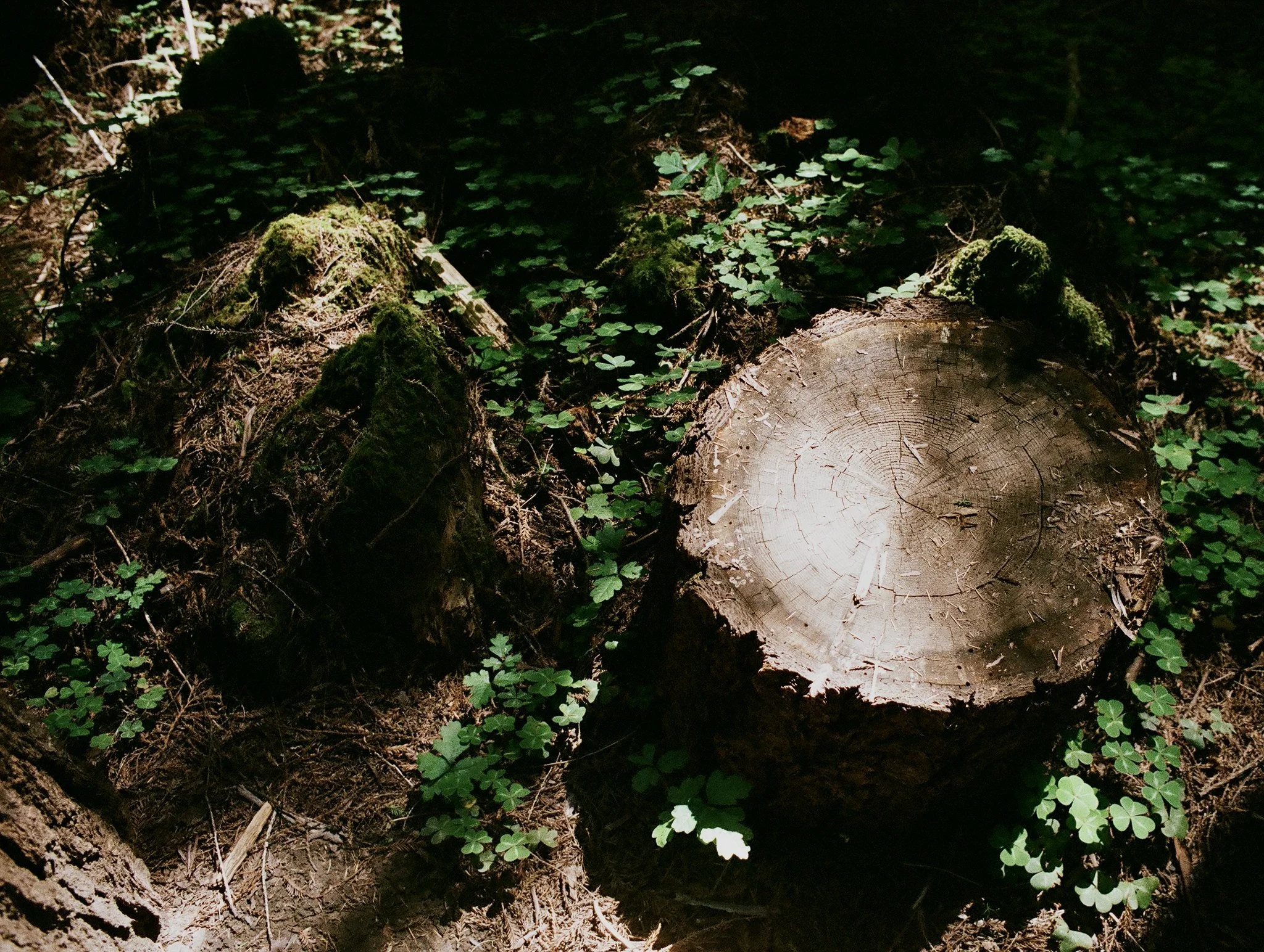 Redwood Stumps & Sorrel