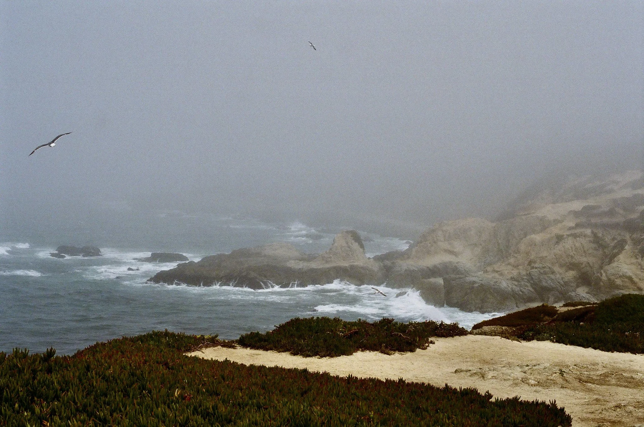Bodega Head