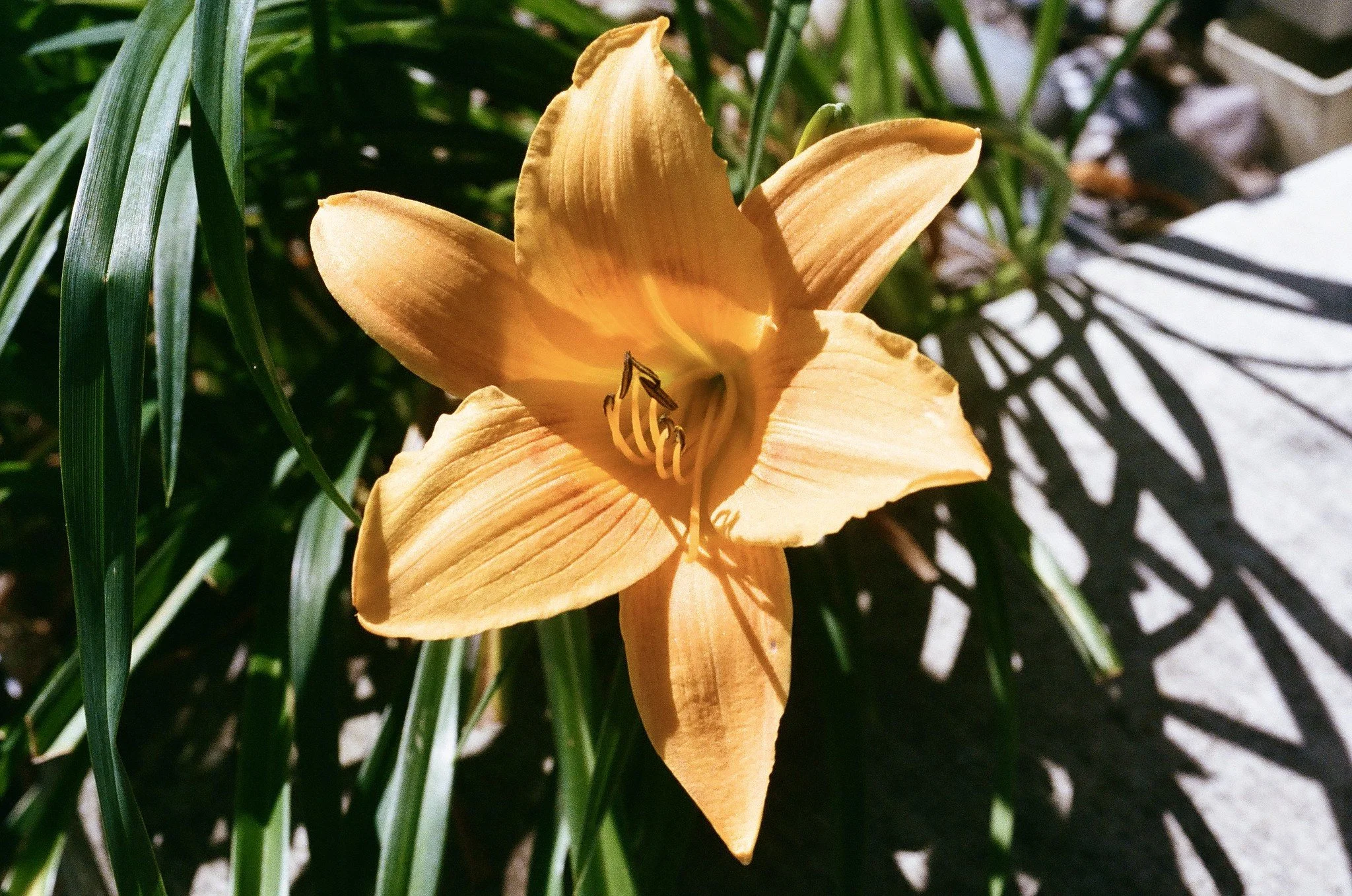 Daylily