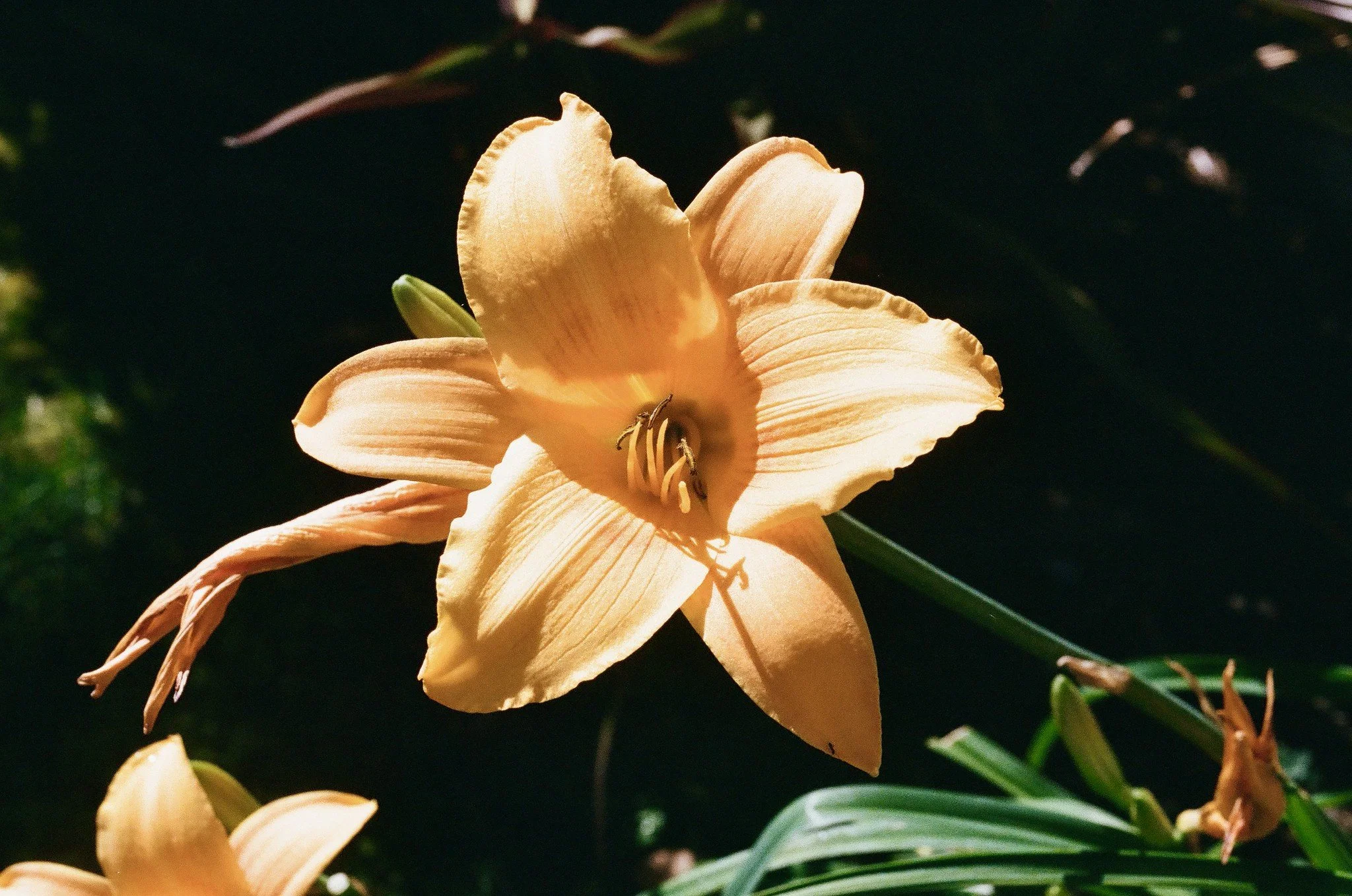 Daylily
