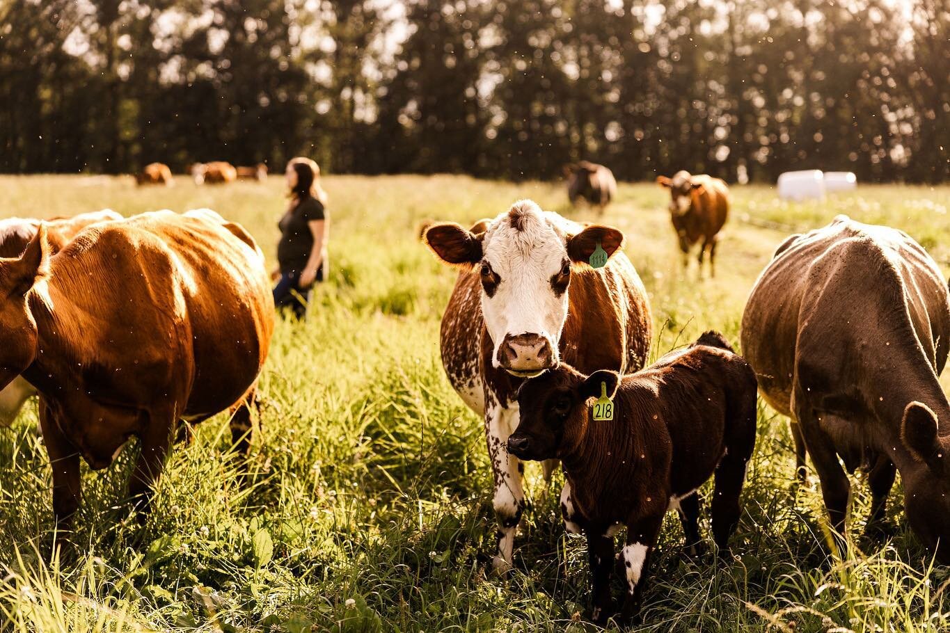 When ranching is as much growing lush green grass as juicy tender steak. 

Our steers are 100% grass fed and grass finished from conception to harvest. We have some of the highest quality of grass due to our river valley location, quality fertilizer 