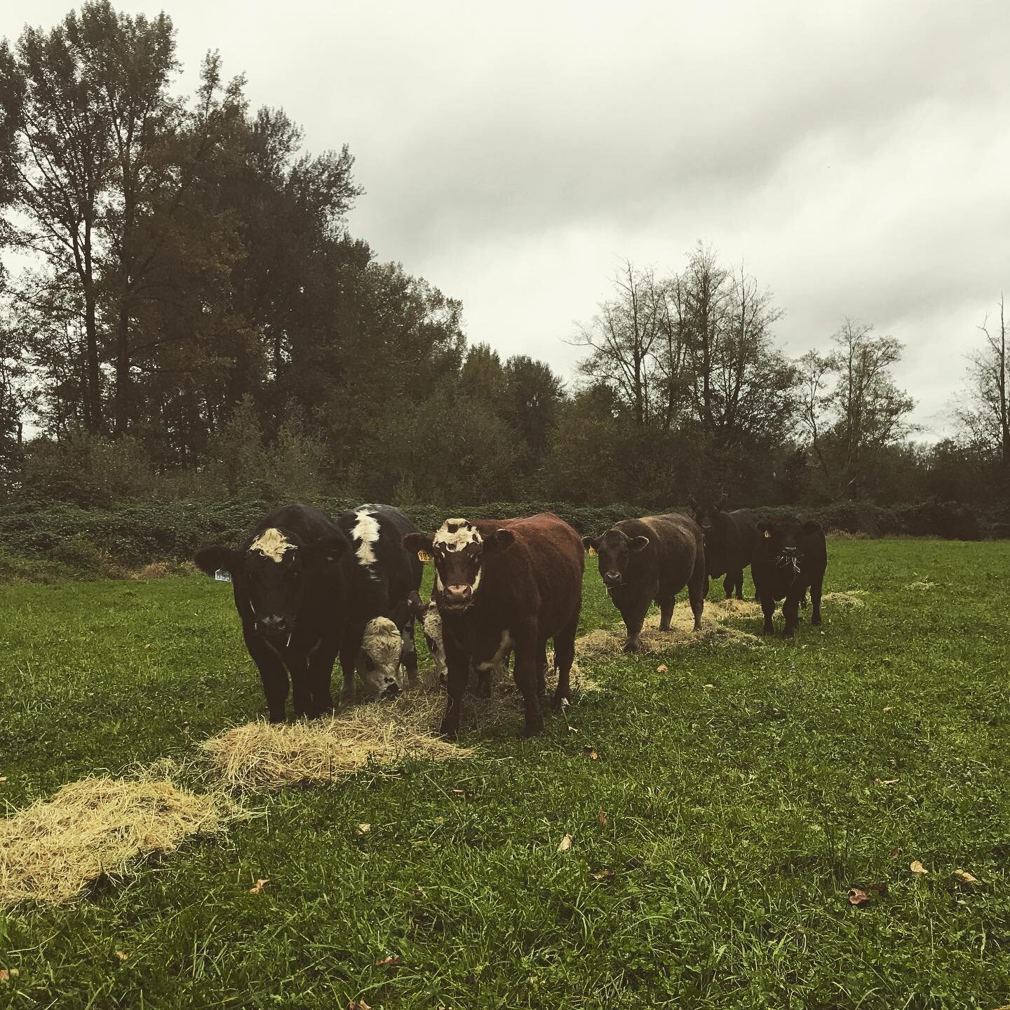 Did you know grass isn&rsquo;t always grass? There are many different types of grass forage. 
We finish our steers on alfalfa in addition to pasture grass for extra marbling and flavor. Alfalfa is a type of grass, generally only grown on the east sid