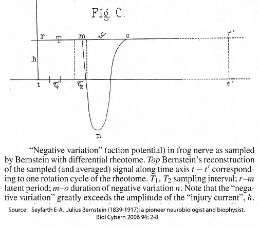 The first recorded action potential.