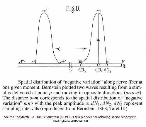 Two action potentials moving in separate directions from the point of stimulaion (P)