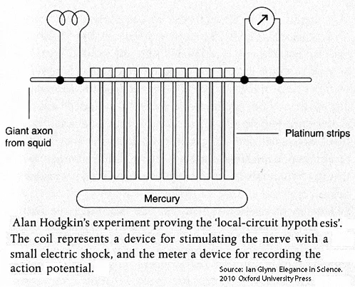 This experiment in 1939 found that lowering the platinum strips into a trough ofmercury increased the speed ofconduction of a nerve impulse along the squid giant axon. The platinum - mercury pathways allowed the local circuit currents to travel more rapidly than when they pass through tissues and surrounding fluid.