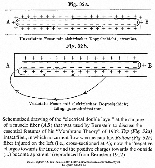 Bernstein's illustrationof the resting membrane potential and the injury current