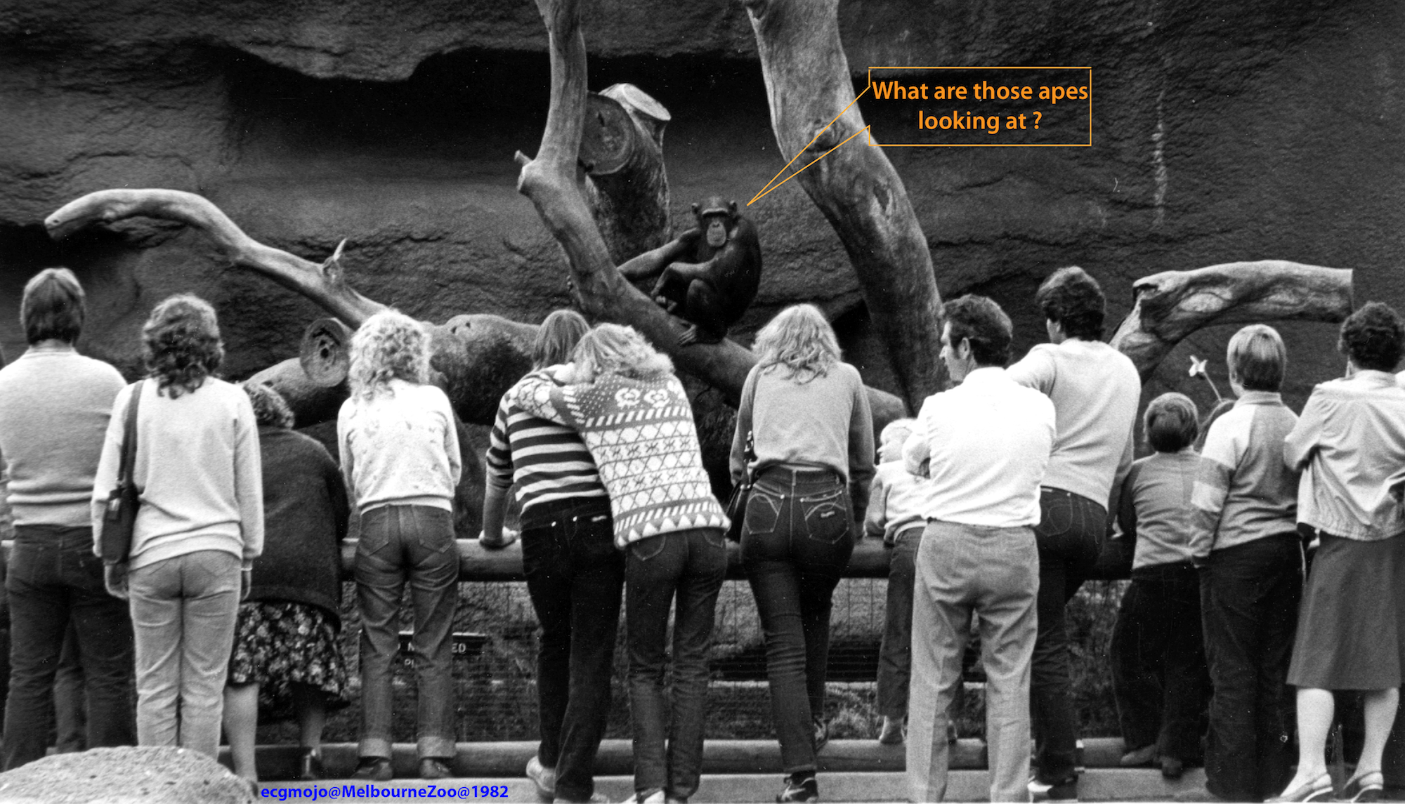 Figure 1 Who are you? At the Melbourne Zoo