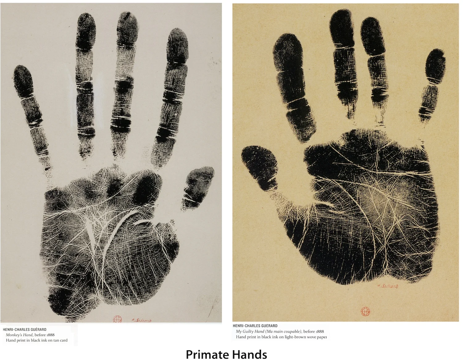 Figure 5. Primate Fingerprints