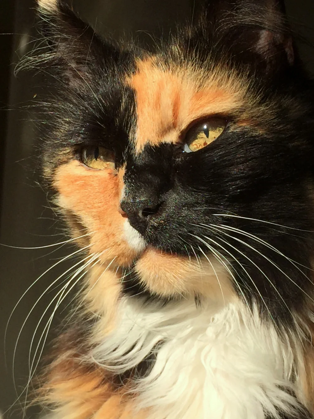 Maude 2018