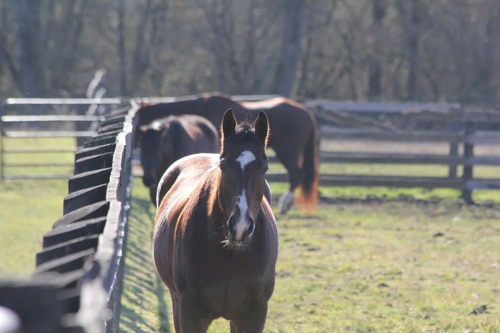 Strangles vs Pigeon Fever in Horses What is the Difference
