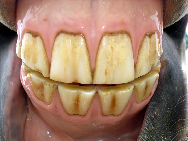 Incisors.JPG