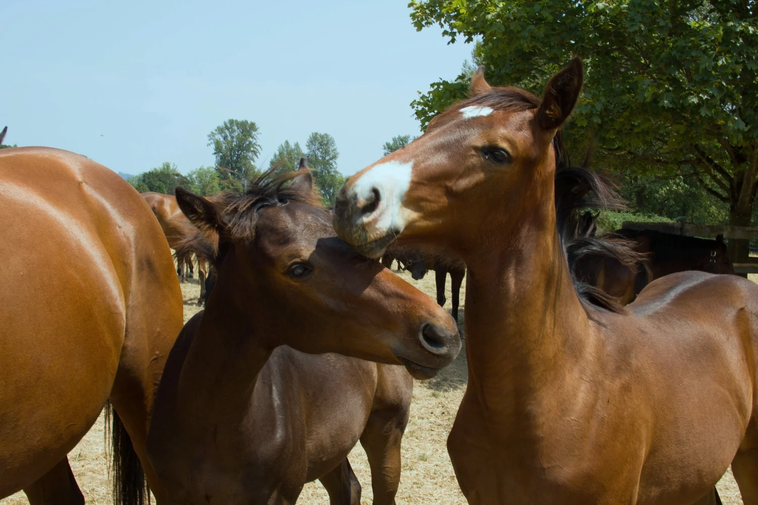 Preventative Healthcare for Horses in Newberg, OR — Oakhurst Equine Veterinary Services