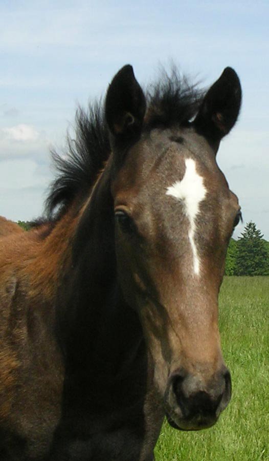 2005 Bagshot-Pancho's Girl filly.jpg