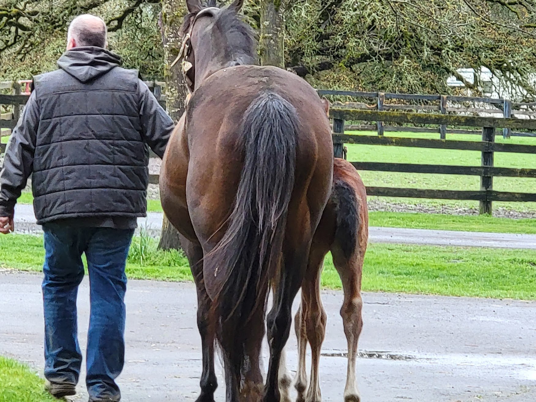 ben mare foal pic.jpg