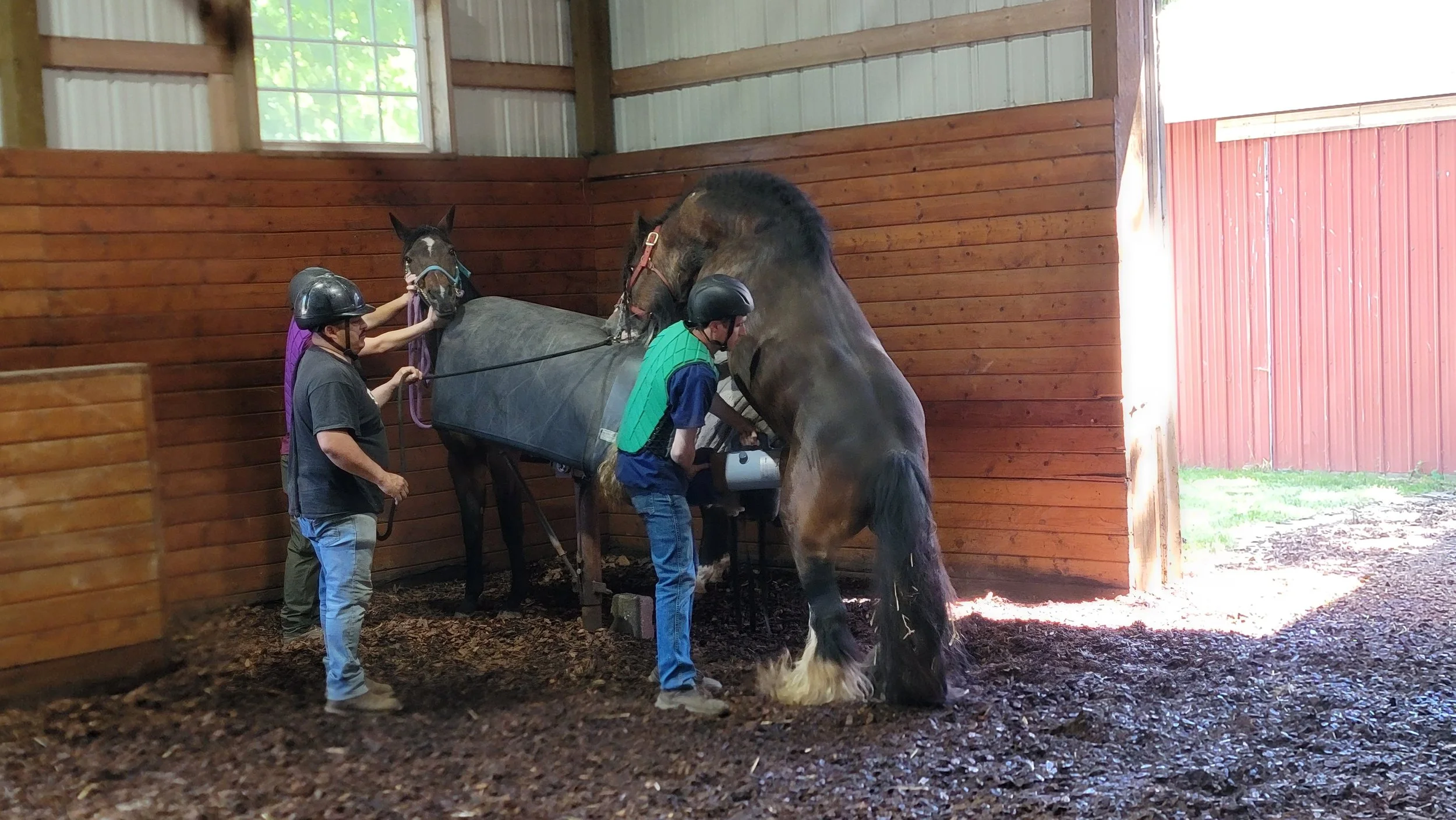 breeding shed pic.jpg