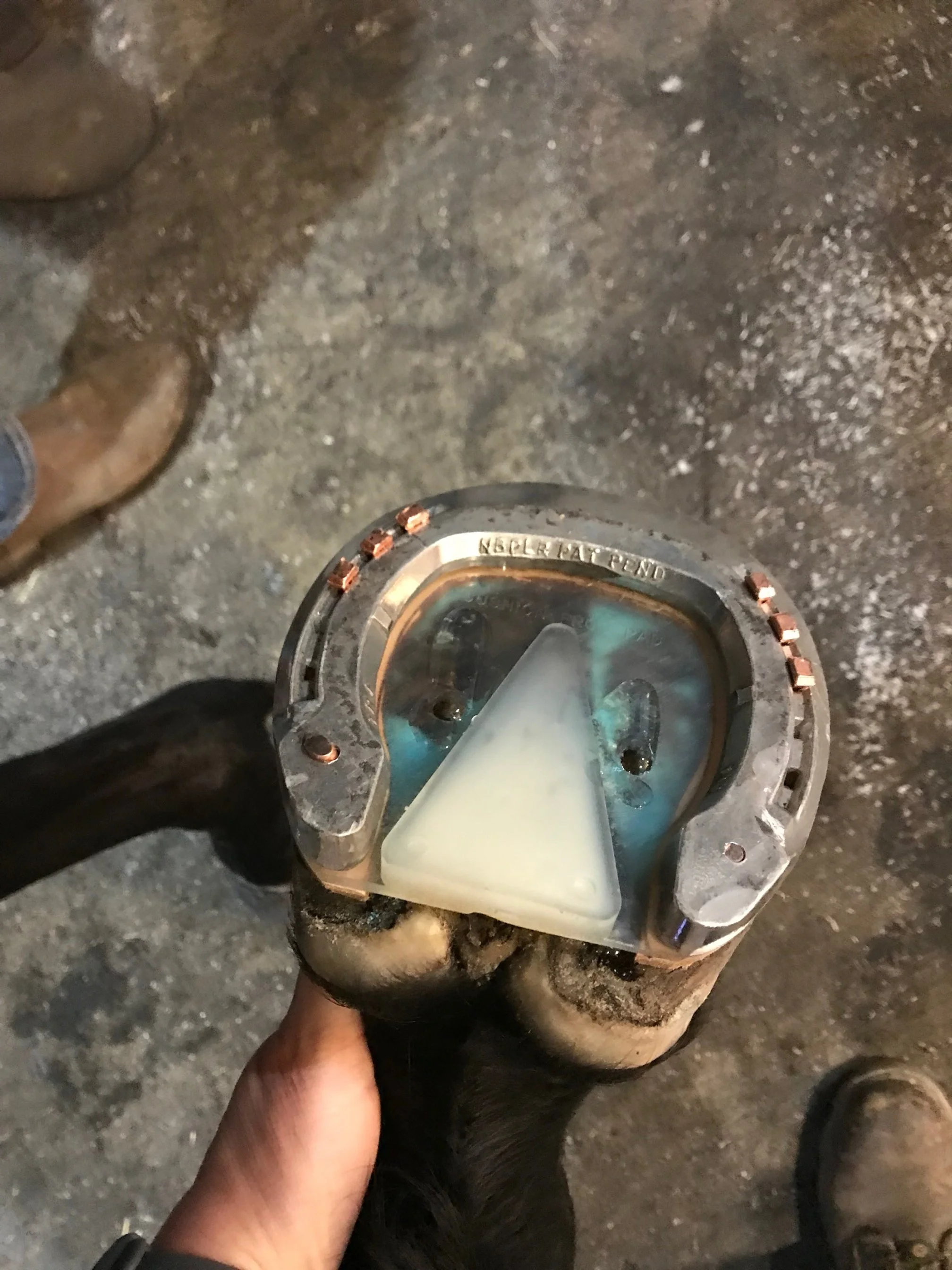 farrier forum facebook 2.jpg
