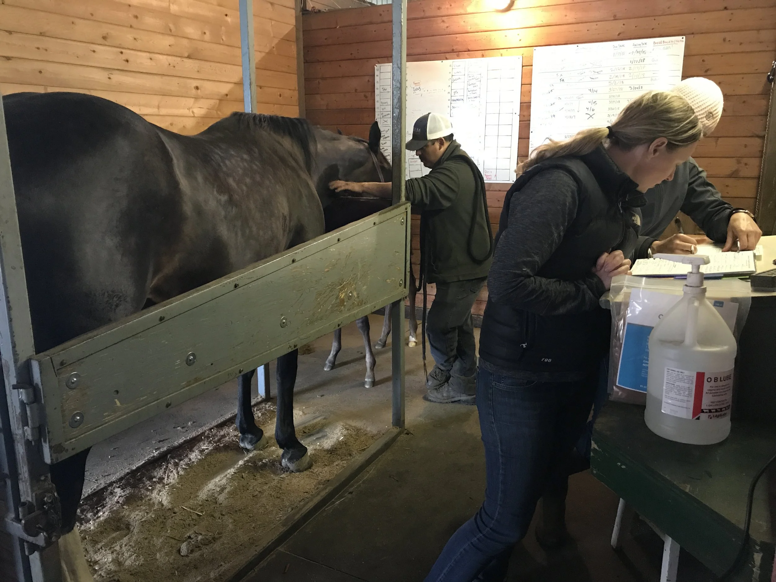 flynn palpating 2.JPG