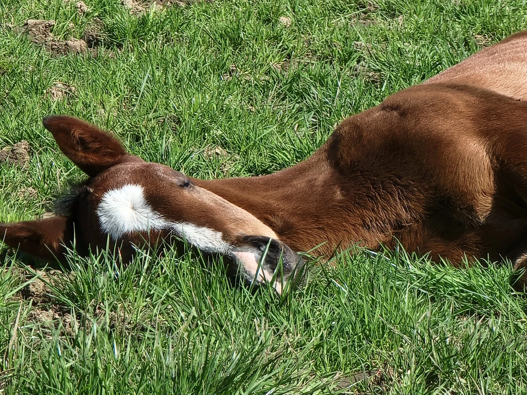 foal pic sleeping.jpg