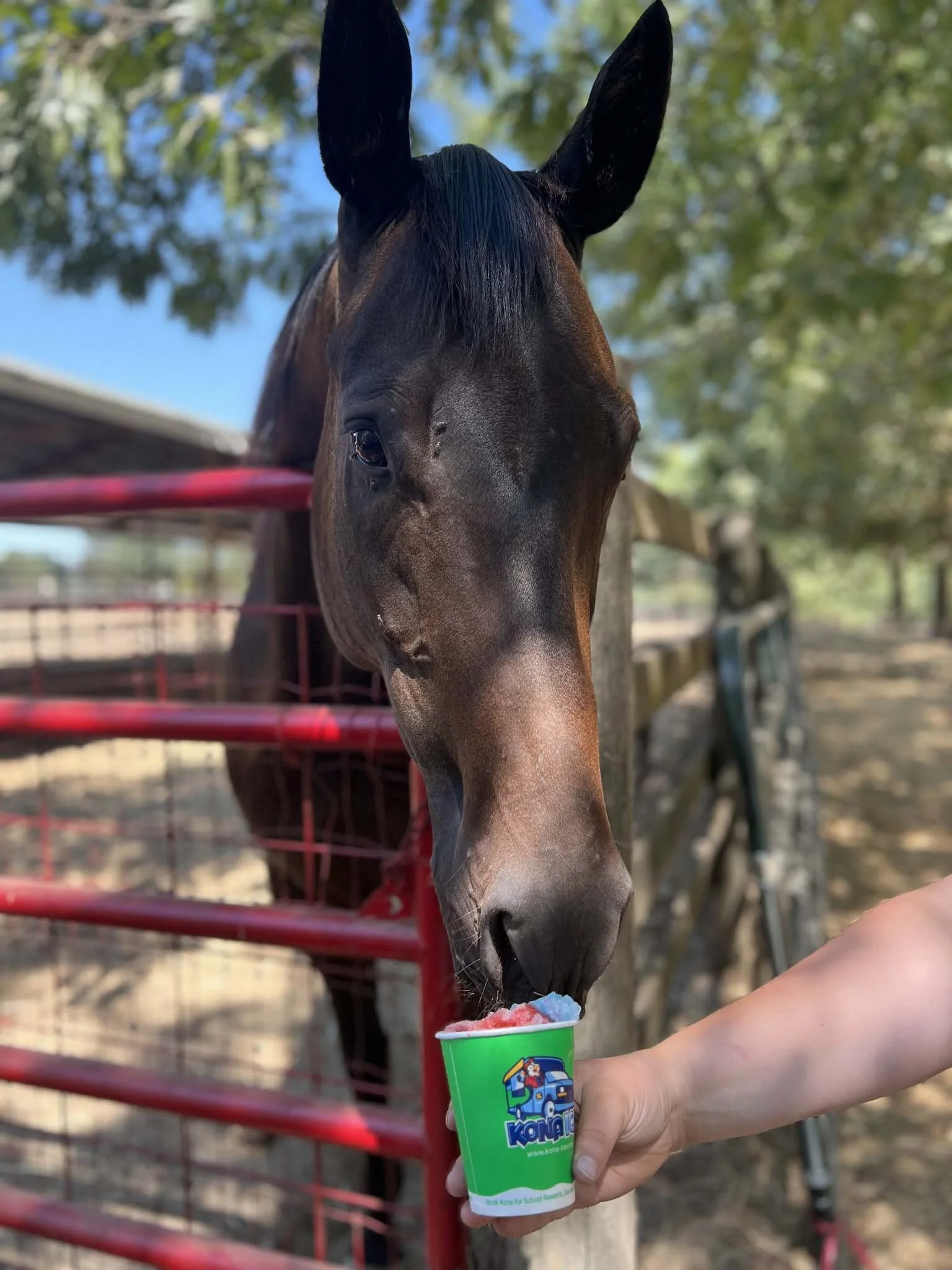 horse and kona ice 2.jpg