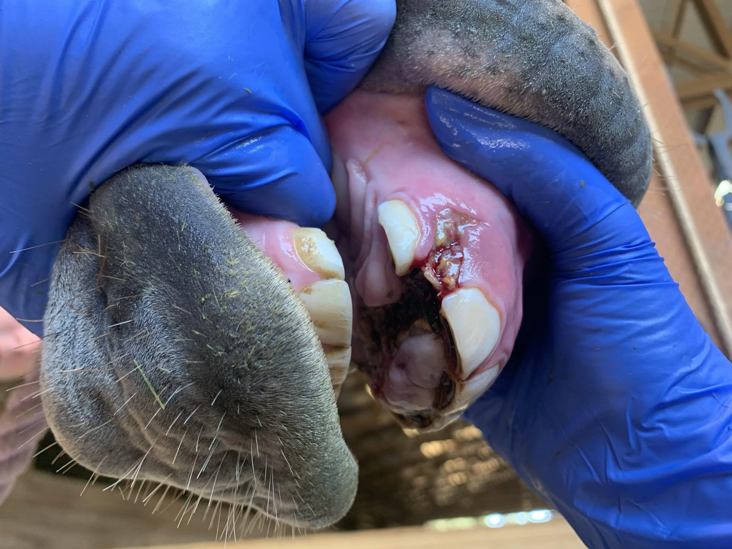 flynn teeth pic 1.jpg