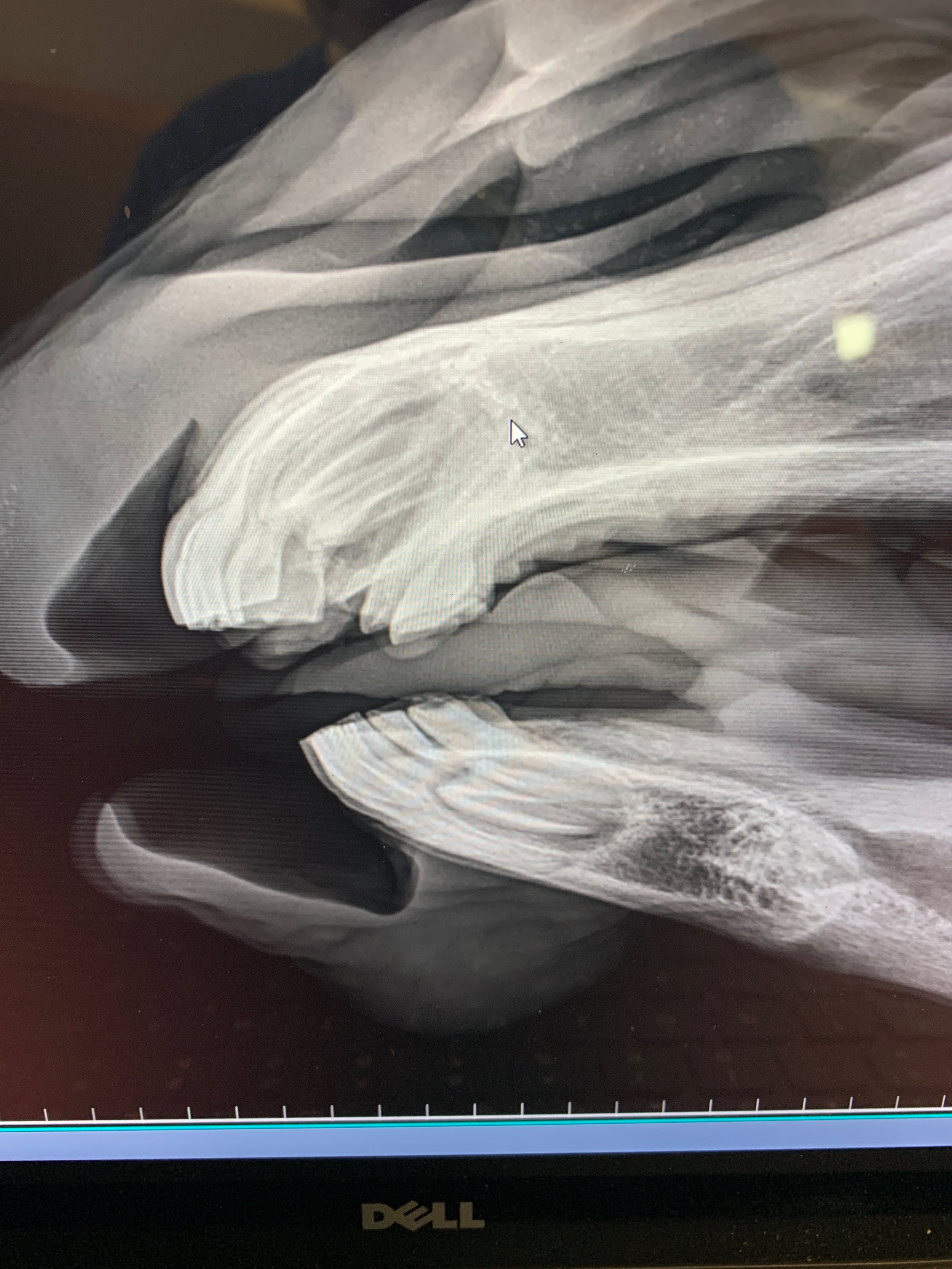 flynn teeth pic 3.JPG