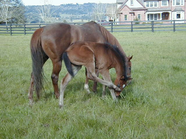 Colic in Horses: What It Is, What to Watch For, and When to Call the Vet