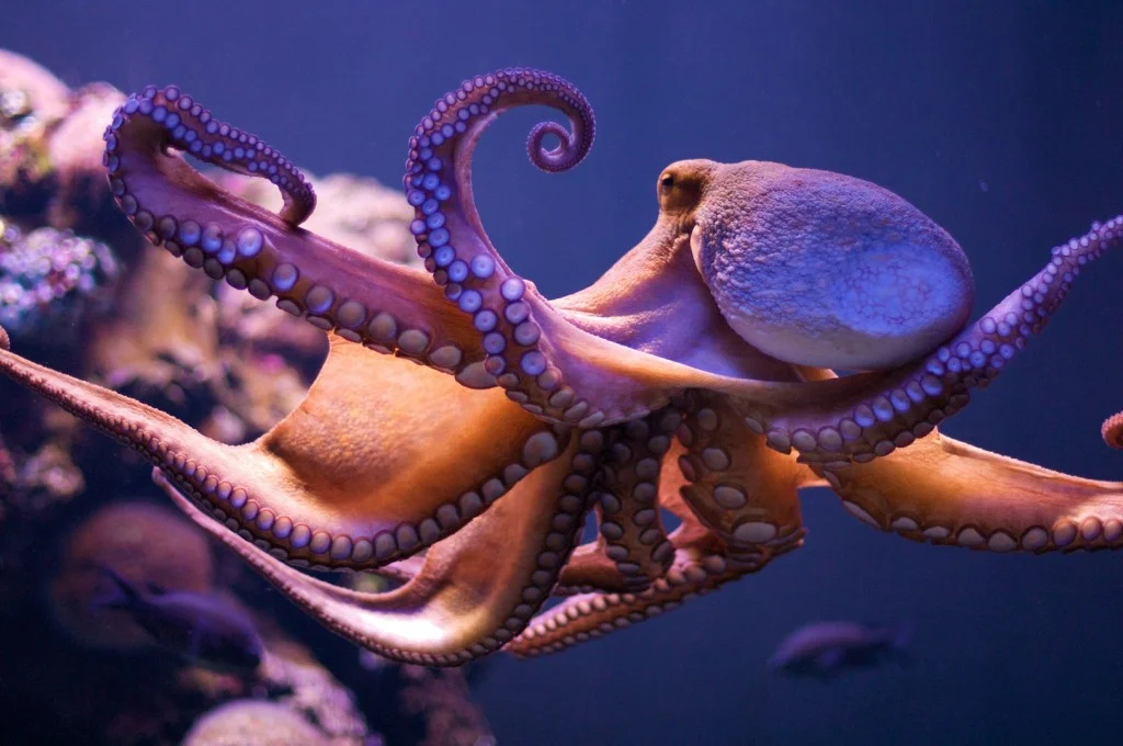 Awesome Octopi Architecture!