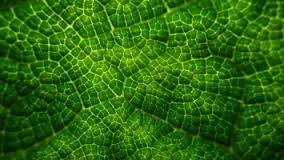 Artificial Leaves Can Save the World?