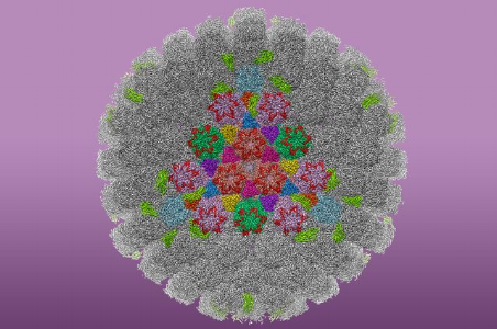Structure HSV-1 of shown above. This image in particular is the most detailed rendering of the virus to-date. Courtesy of UCLA.