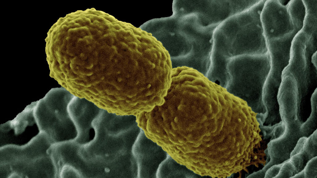 Boozy Bacteria: A Microorganism Microbrewery
