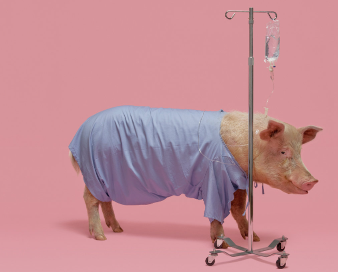 What the Oink? Pigs May Hold the Key to our Transplant Troubles