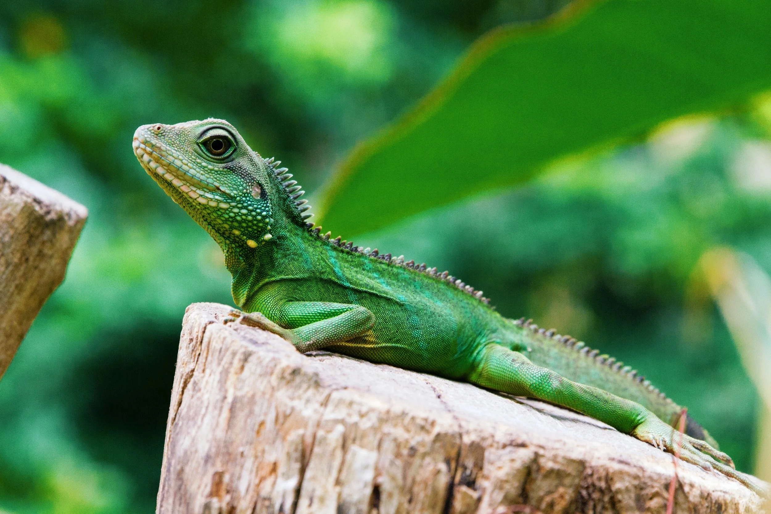 From Lizards to Mammals: Unraveling the Science Behind Cell Regeneration