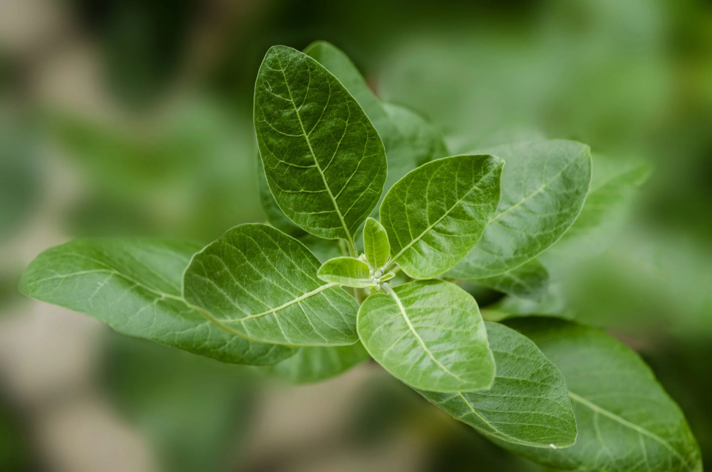 A deep dive into the Ashwagandha frenzy – is it really worth it?