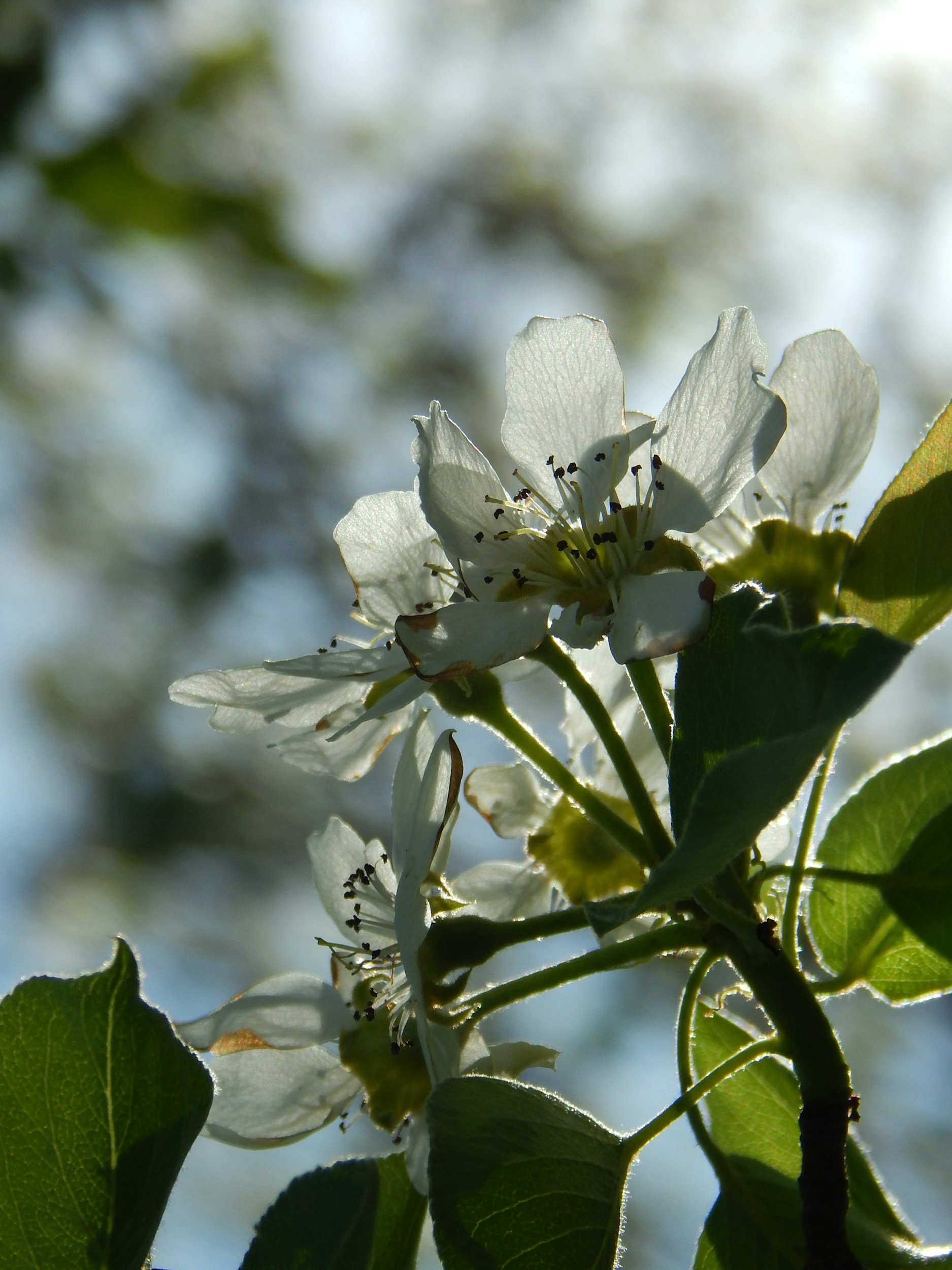 How Stevia (sugar substitute) could have potential in the cancer research field