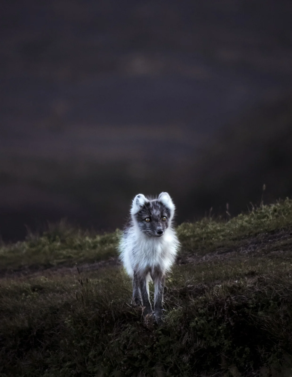 foxy-4930.jpg